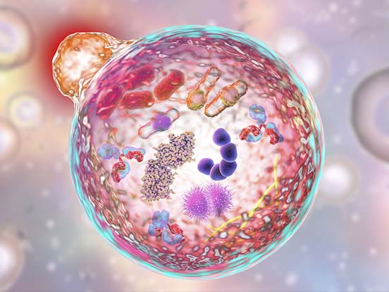 自噬的力量：如何让身体学会“自己吃掉自己”的垃圾？
